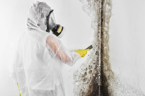 Best Residential Mold Remediation in Santee, SC
