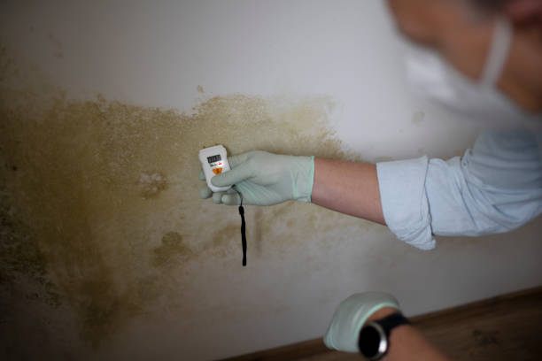 Best Basement Mold Remediation in Santee, SC