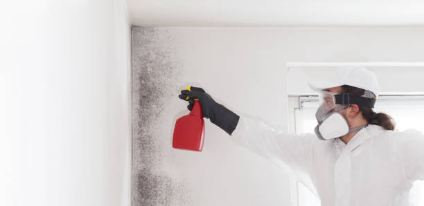 Professional Mold Remediation in Santee, SC