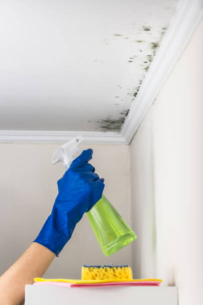 Best Bathroom Mold Remediation in Santee, SC